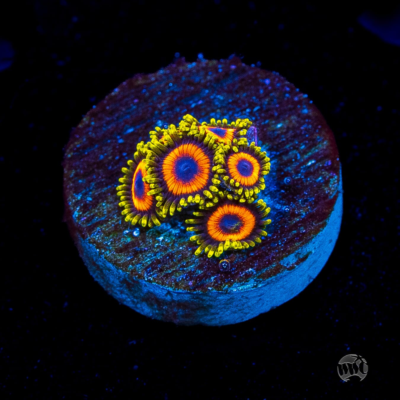 Eagle Eye Zoanthids