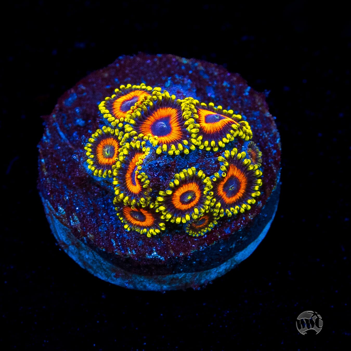 Eagle Eye Zoanthids
