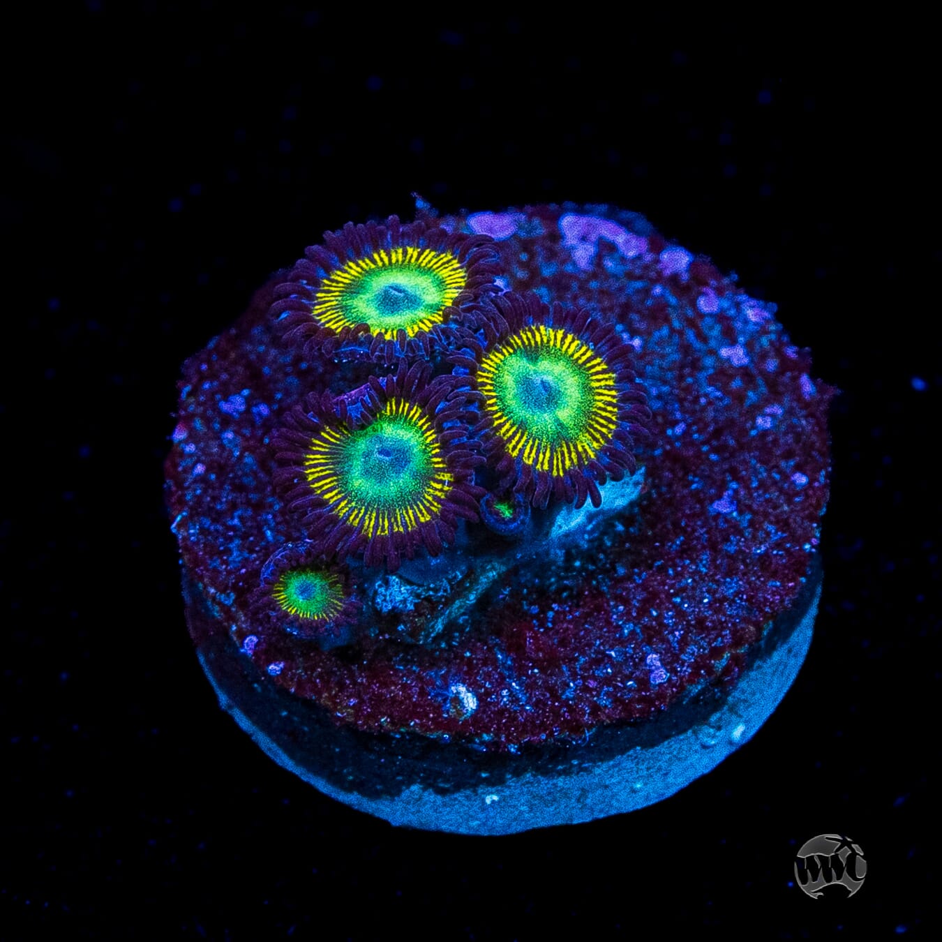 WWC Saltwater Taffee Zoanthids