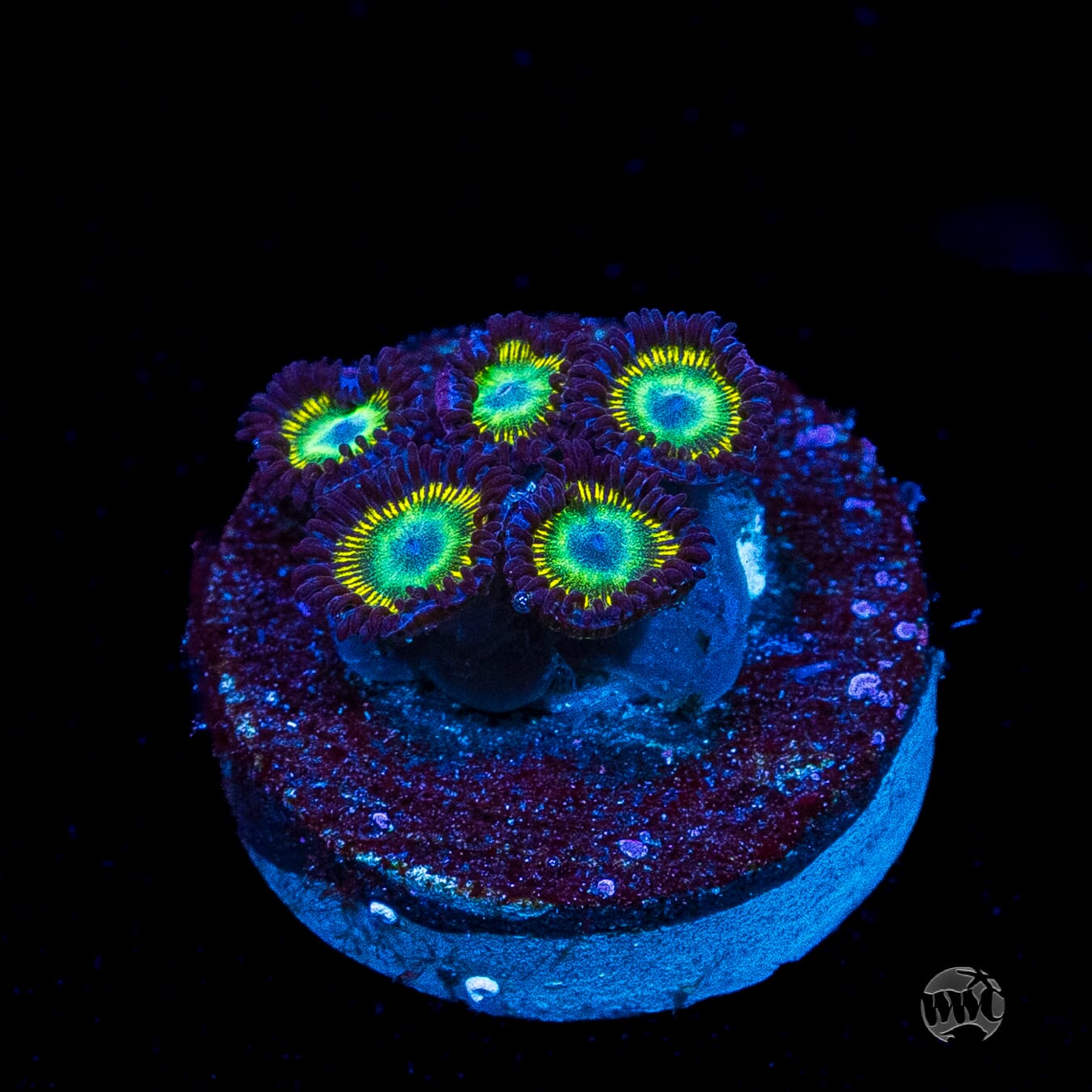 WWC Saltwater Taffee Zoanthids