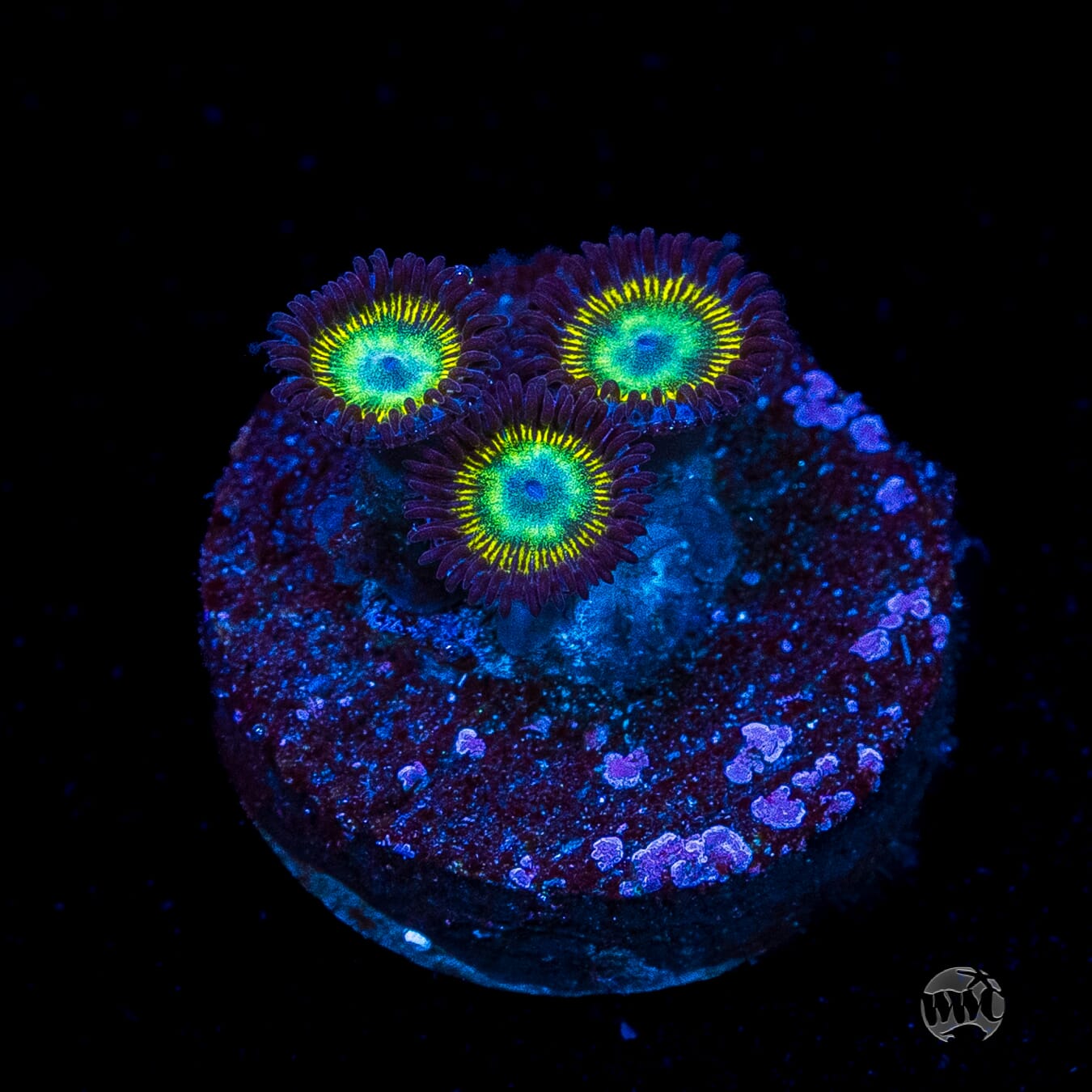 WWC Saltwater Taffee Zoanthids