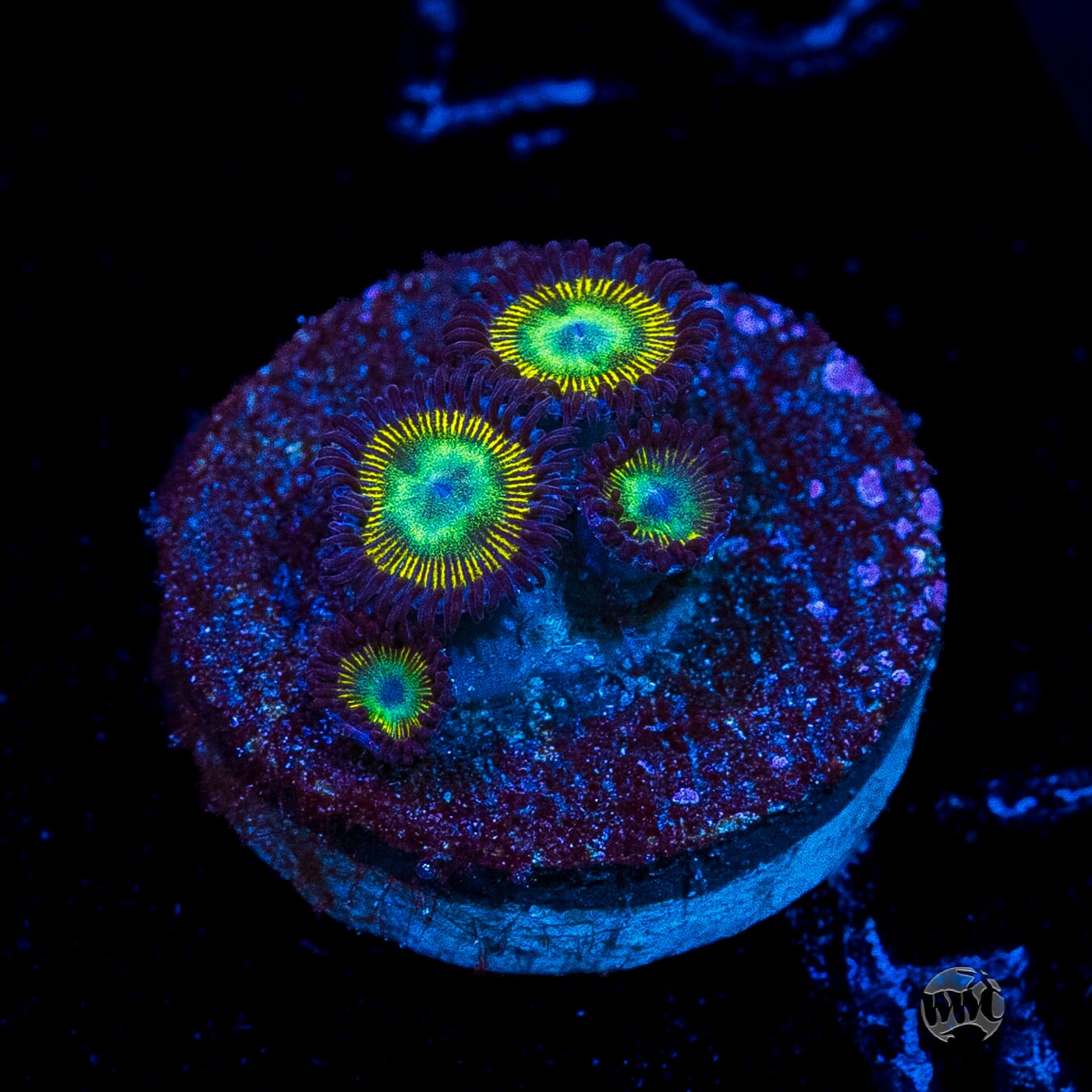 WWC Saltwater Taffee Zoanthids