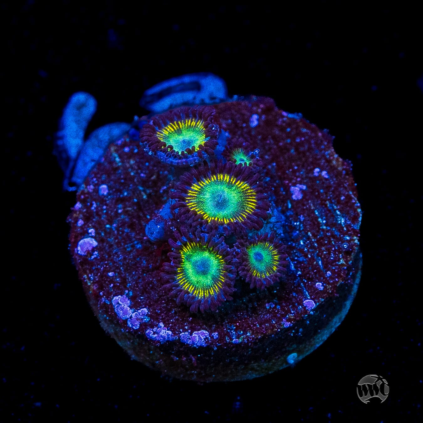 WWC Saltwater Taffee Zoanthids