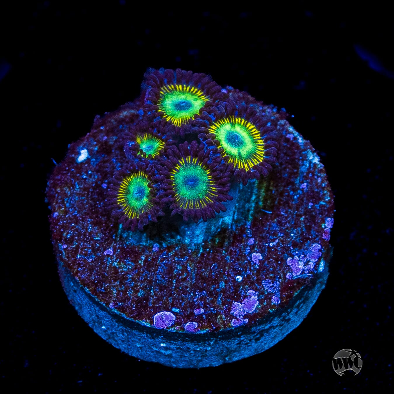 WWC Saltwater Taffee Zoanthids