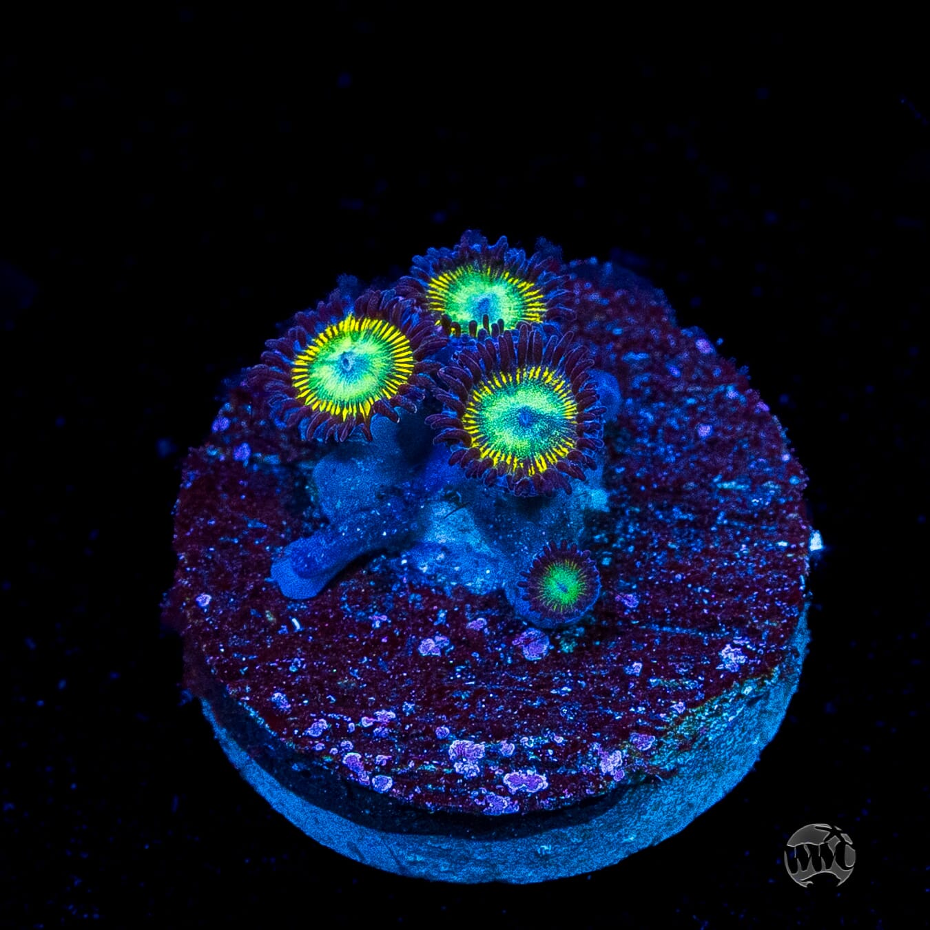 WWC Saltwater Taffee Zoanthids