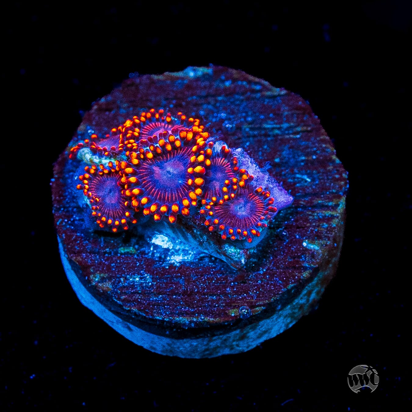 WWC Flaming Dragon Zoanthids