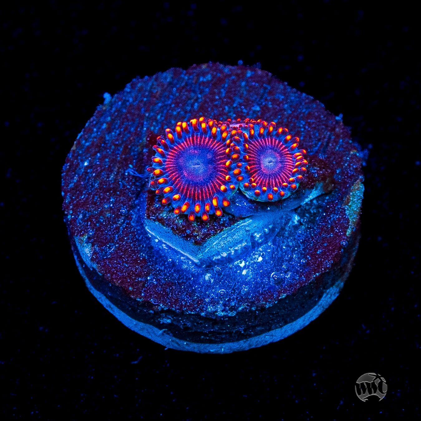 WWC Flaming Dragon Zoanthids