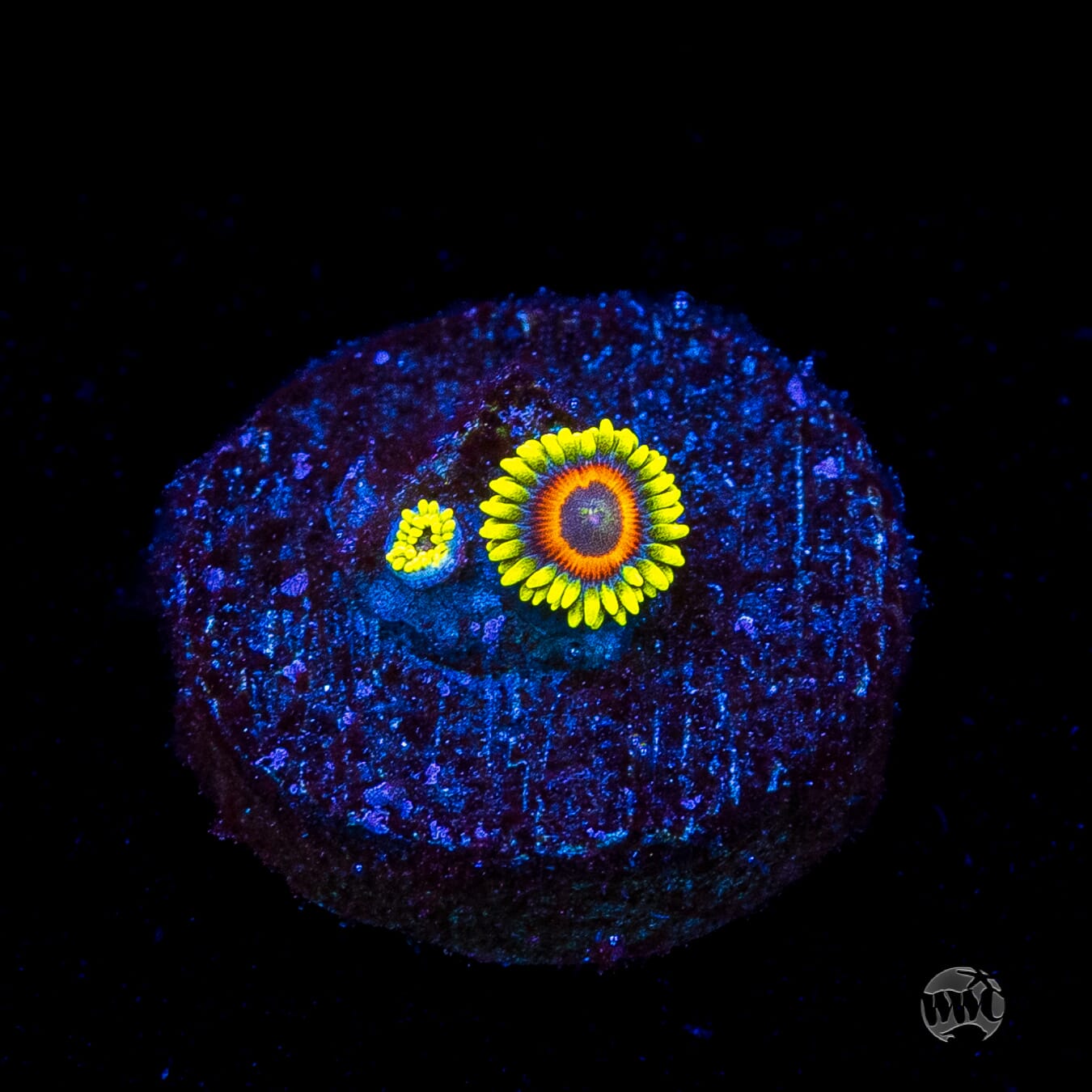 WWC Wildflower Zoanthids