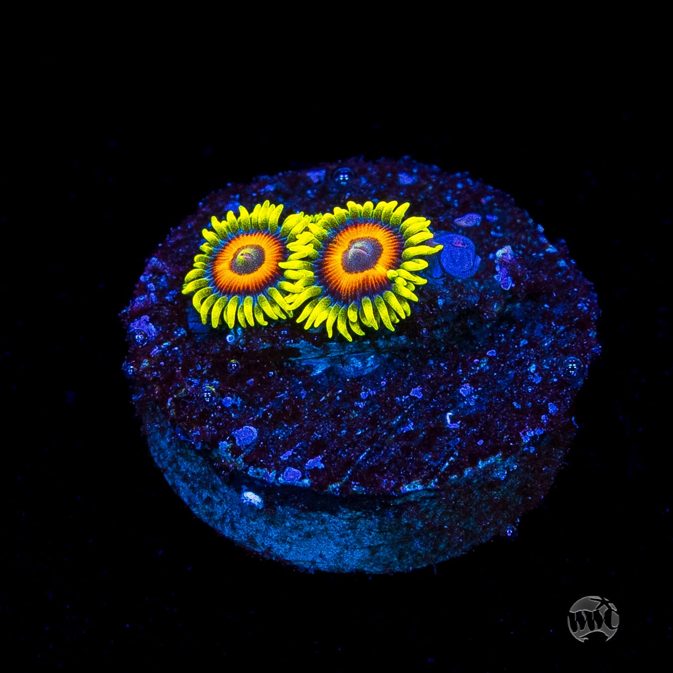 WWC Wildflower Zoanthids