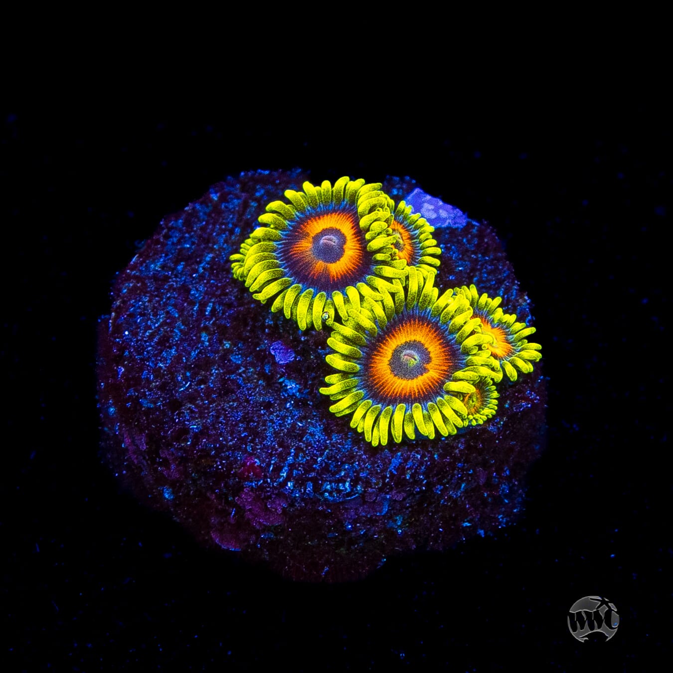 WWC Wildflower Zoanthids
