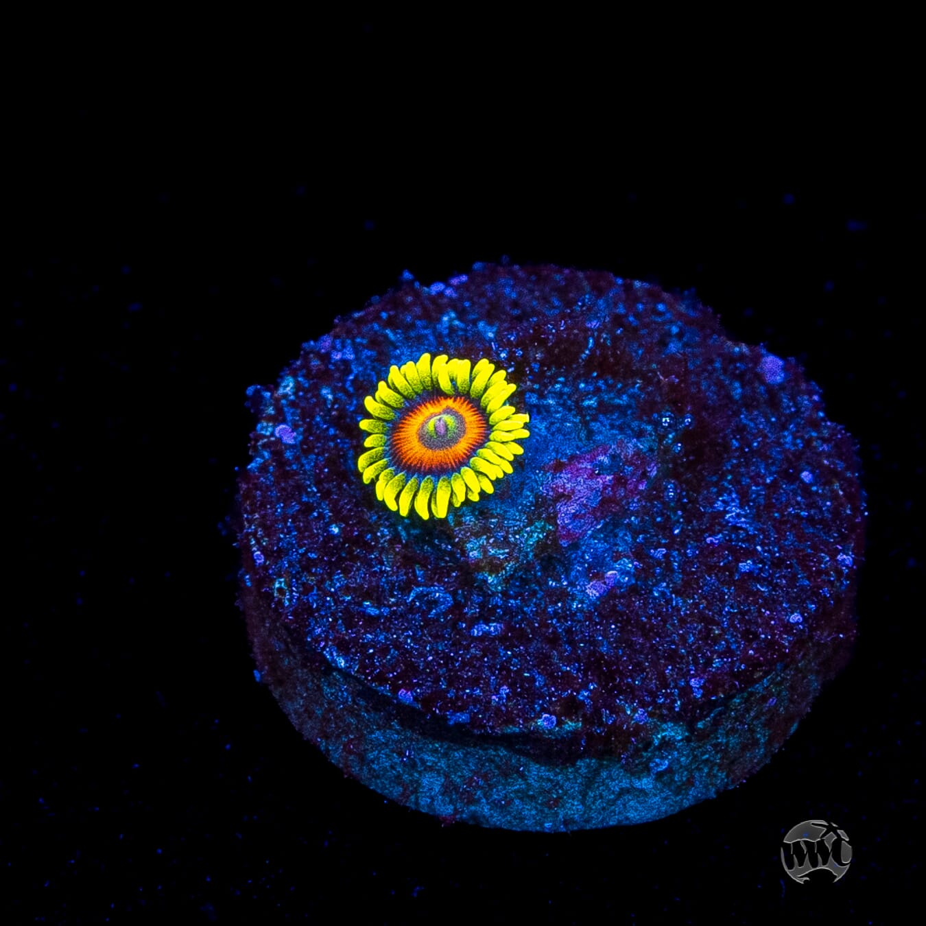WWC Wildflower Zoanthids
