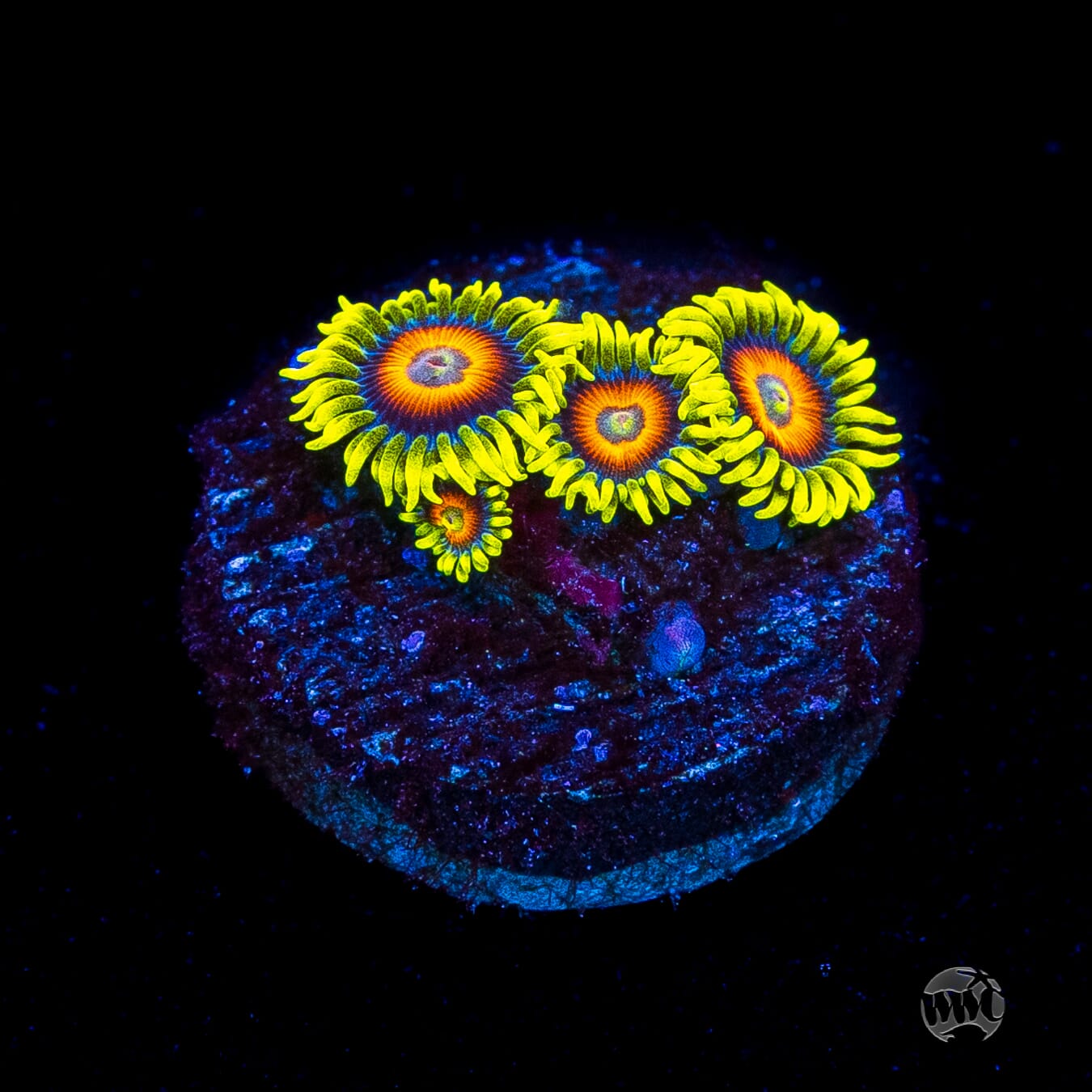 WWC Wildflower Zoanthids