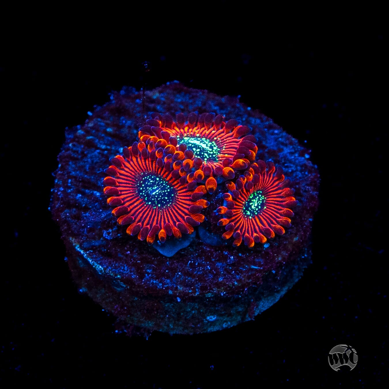 Magician Zoanthids