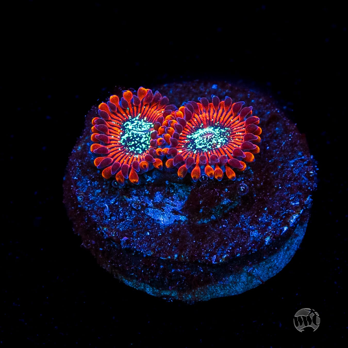 Magician Zoanthids