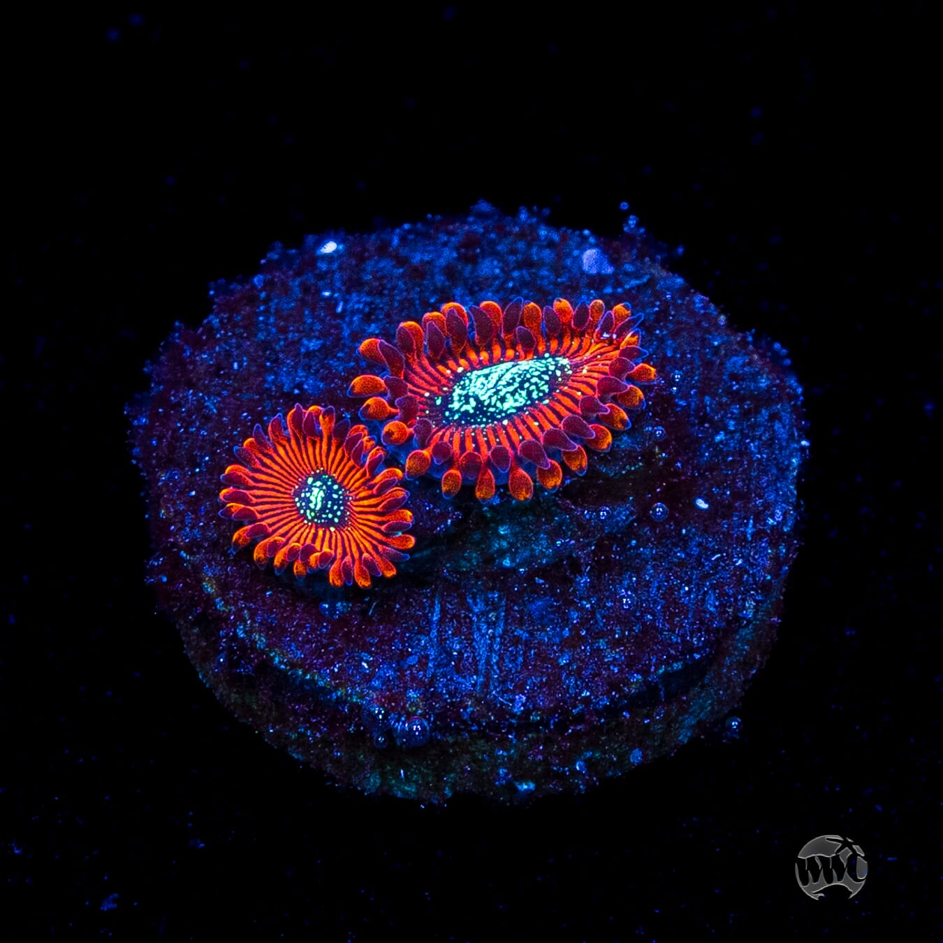 Magician Zoanthids