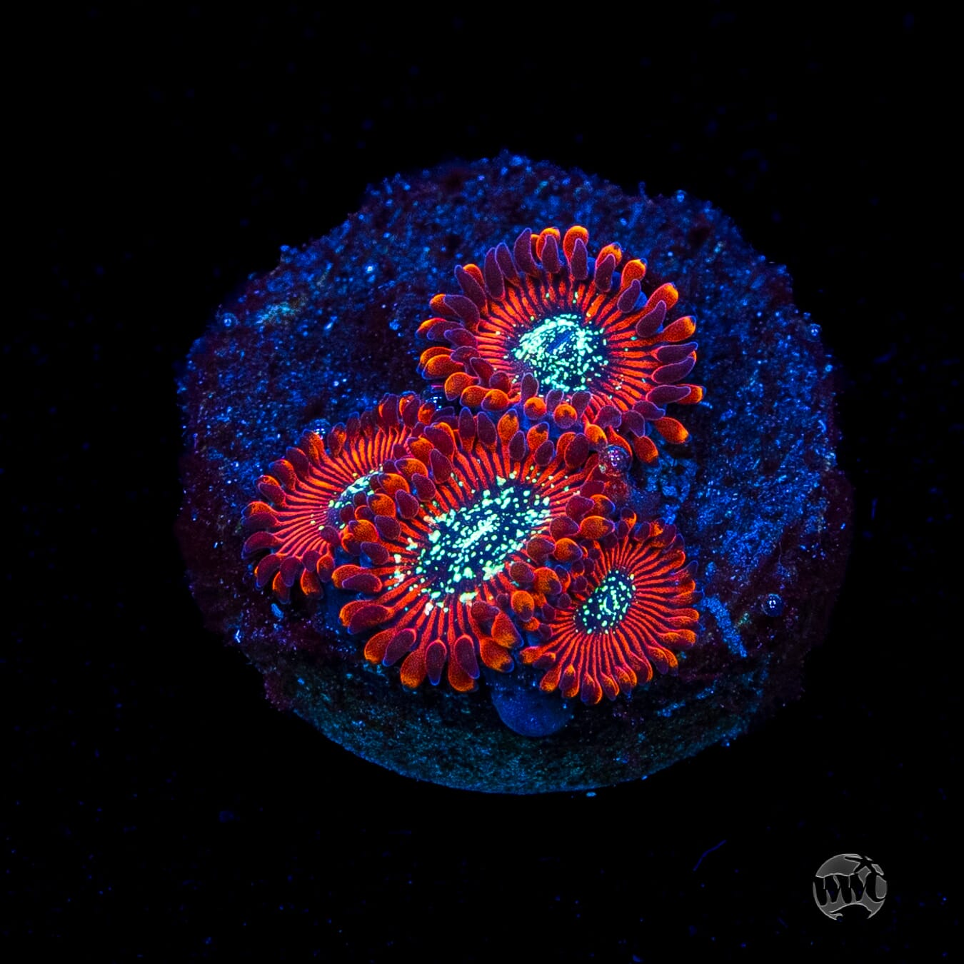 Magician Zoanthids