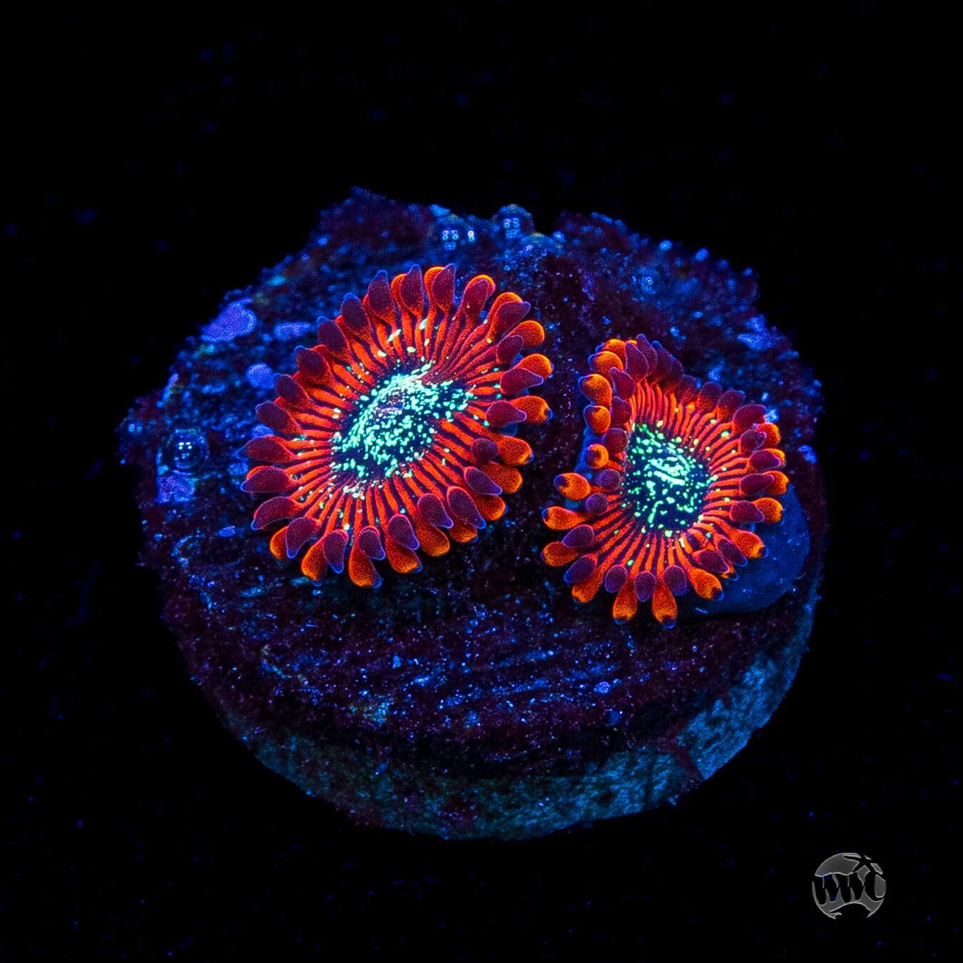 Magician Zoanthids