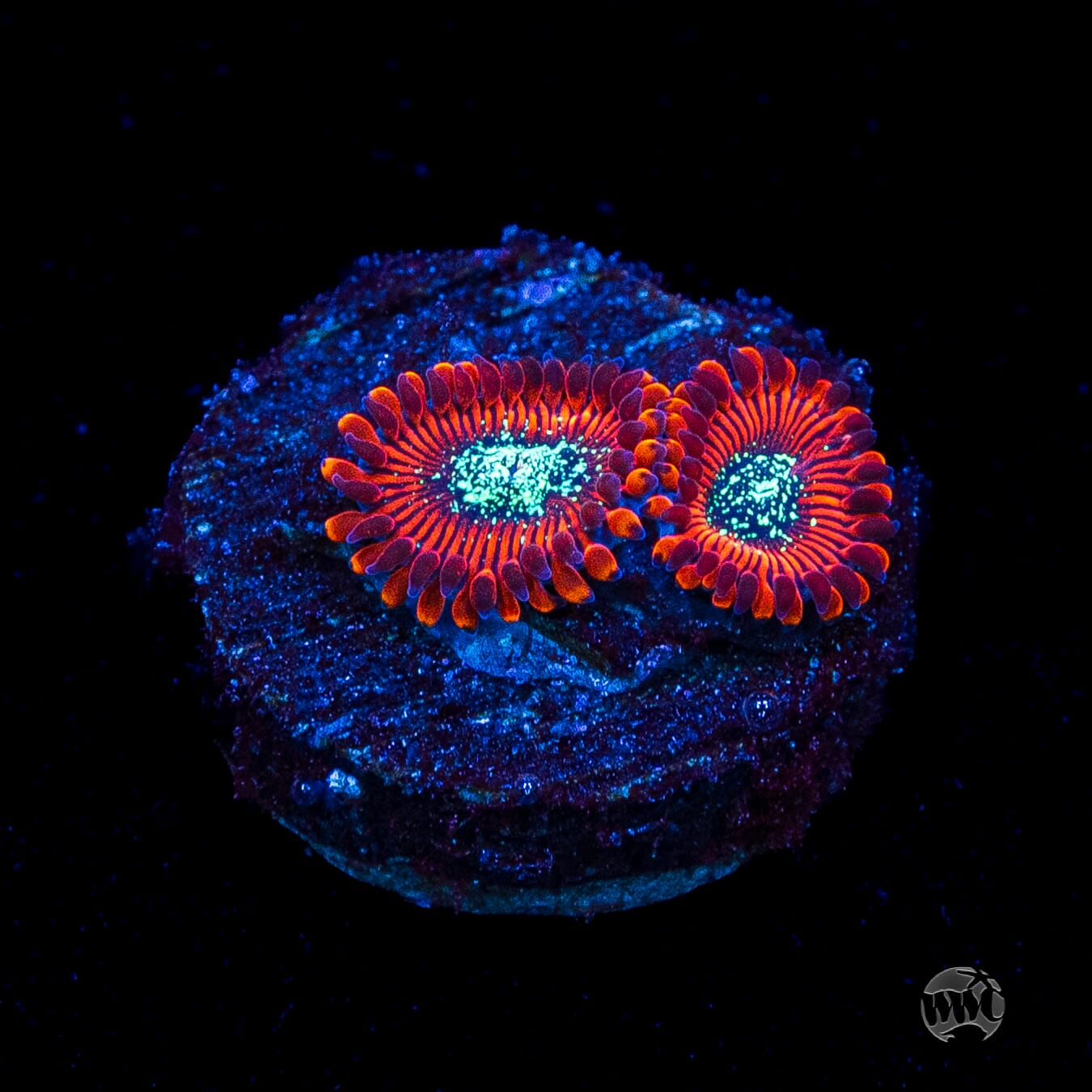 Magician Zoanthids