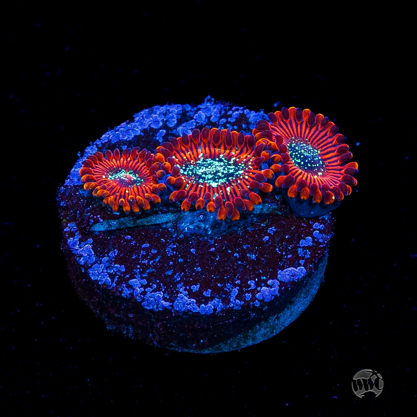 Magician Zoanthids