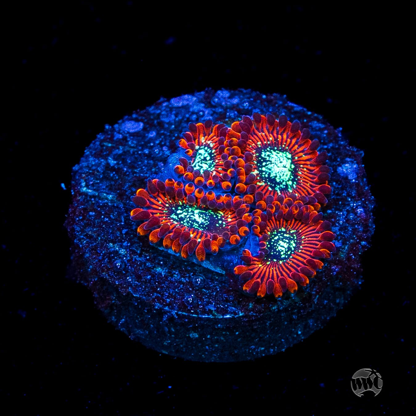 Magician Zoanthids