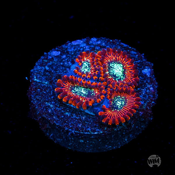 Magician Zoanthids