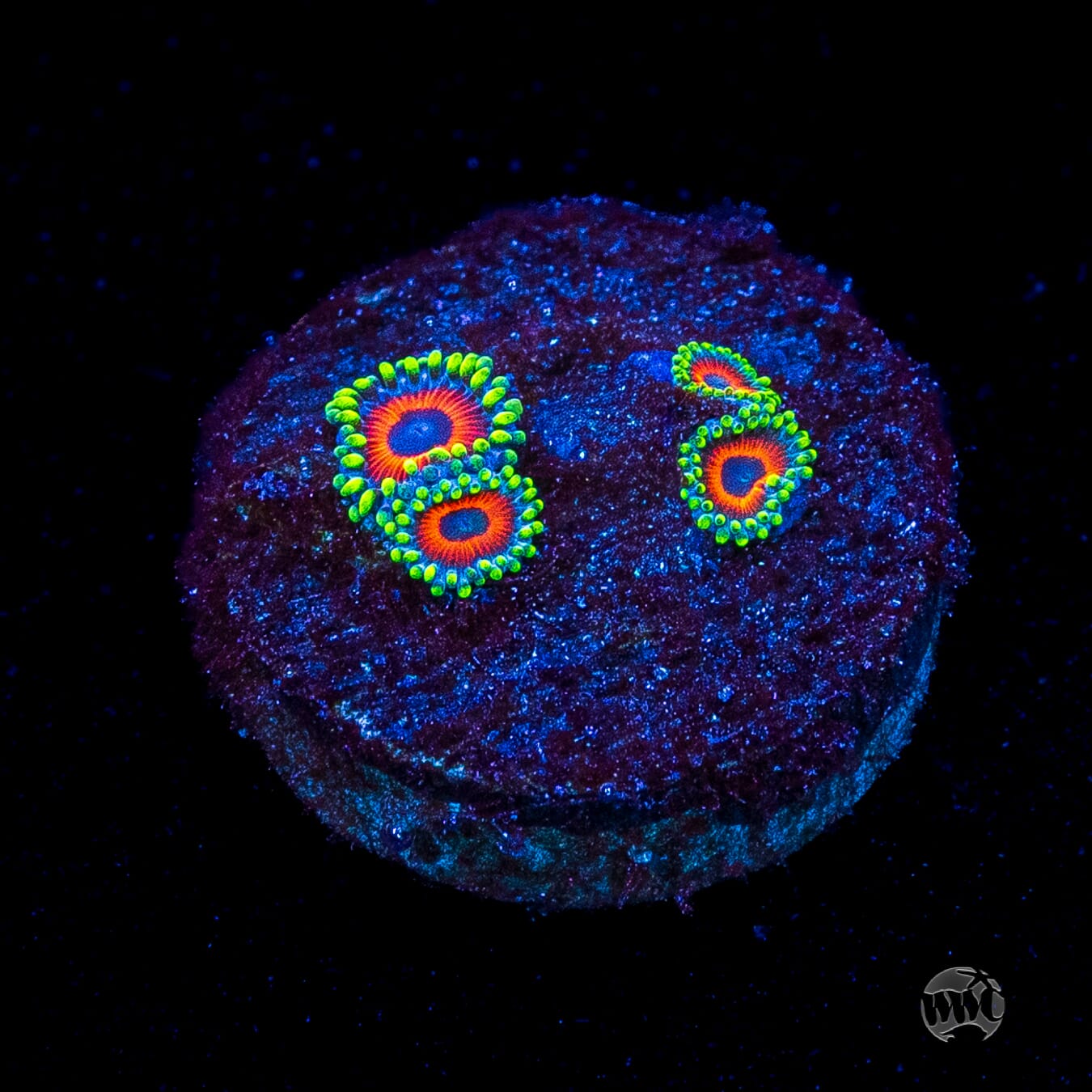 Whammin Watermelon Zoanthids