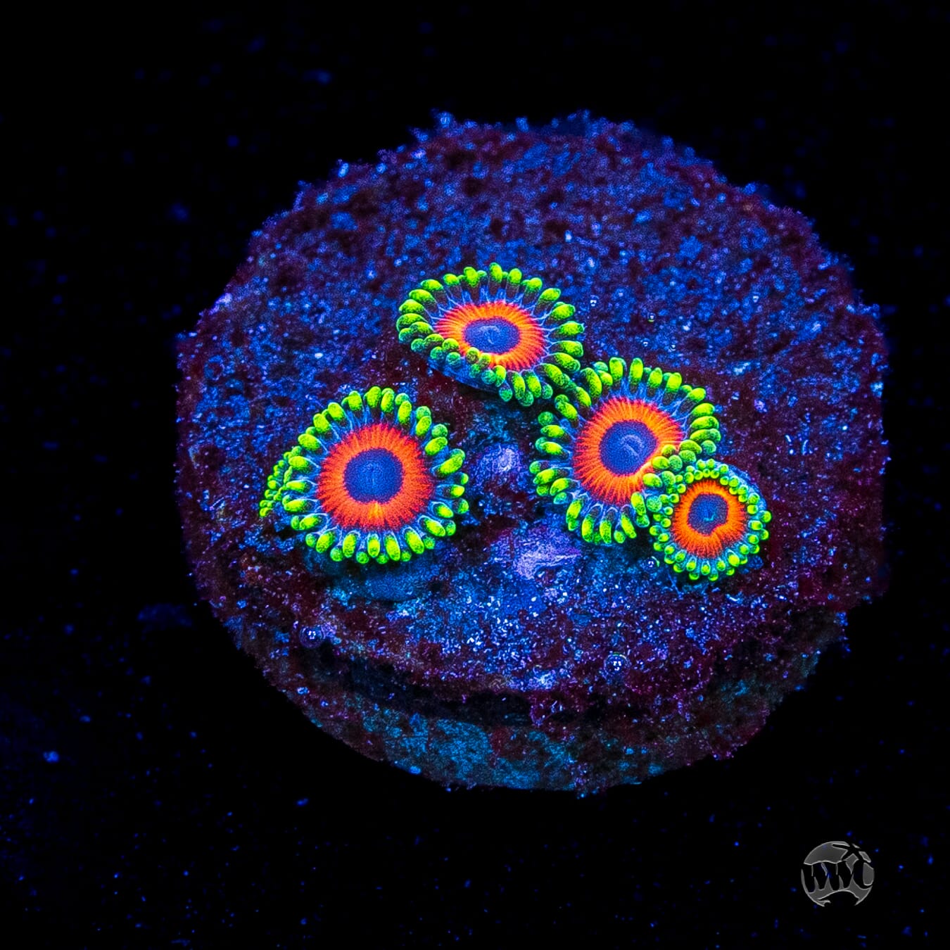 Whammin Watermelon Zoanthids