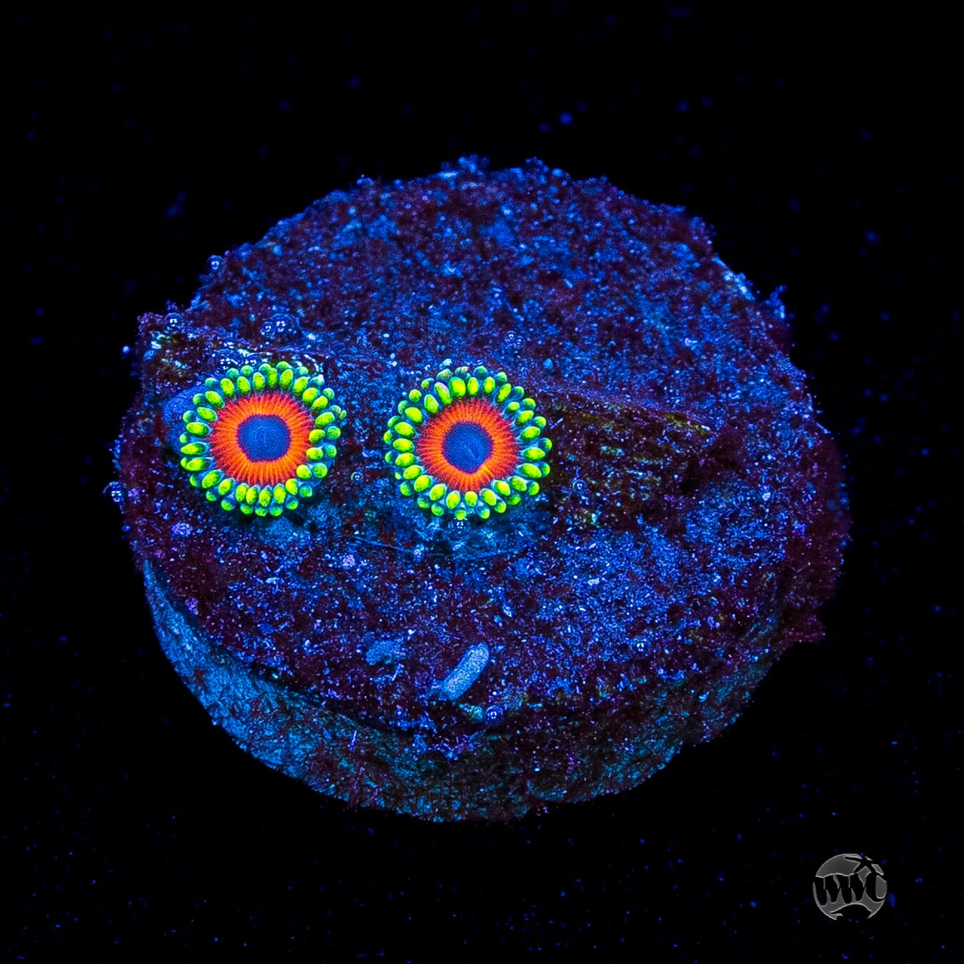 Whammin Watermelon Zoanthids