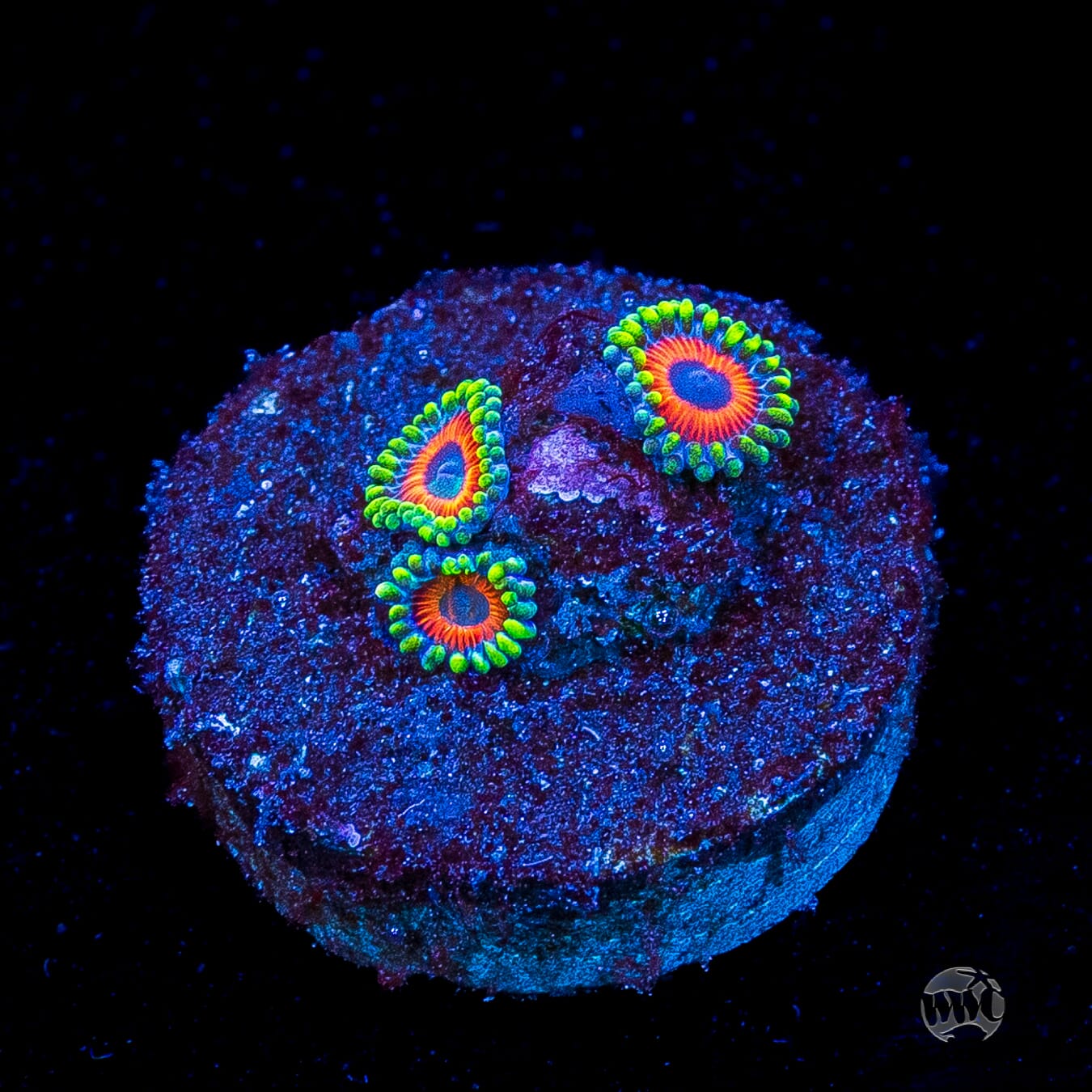 Whammin Watermelon Zoanthids
