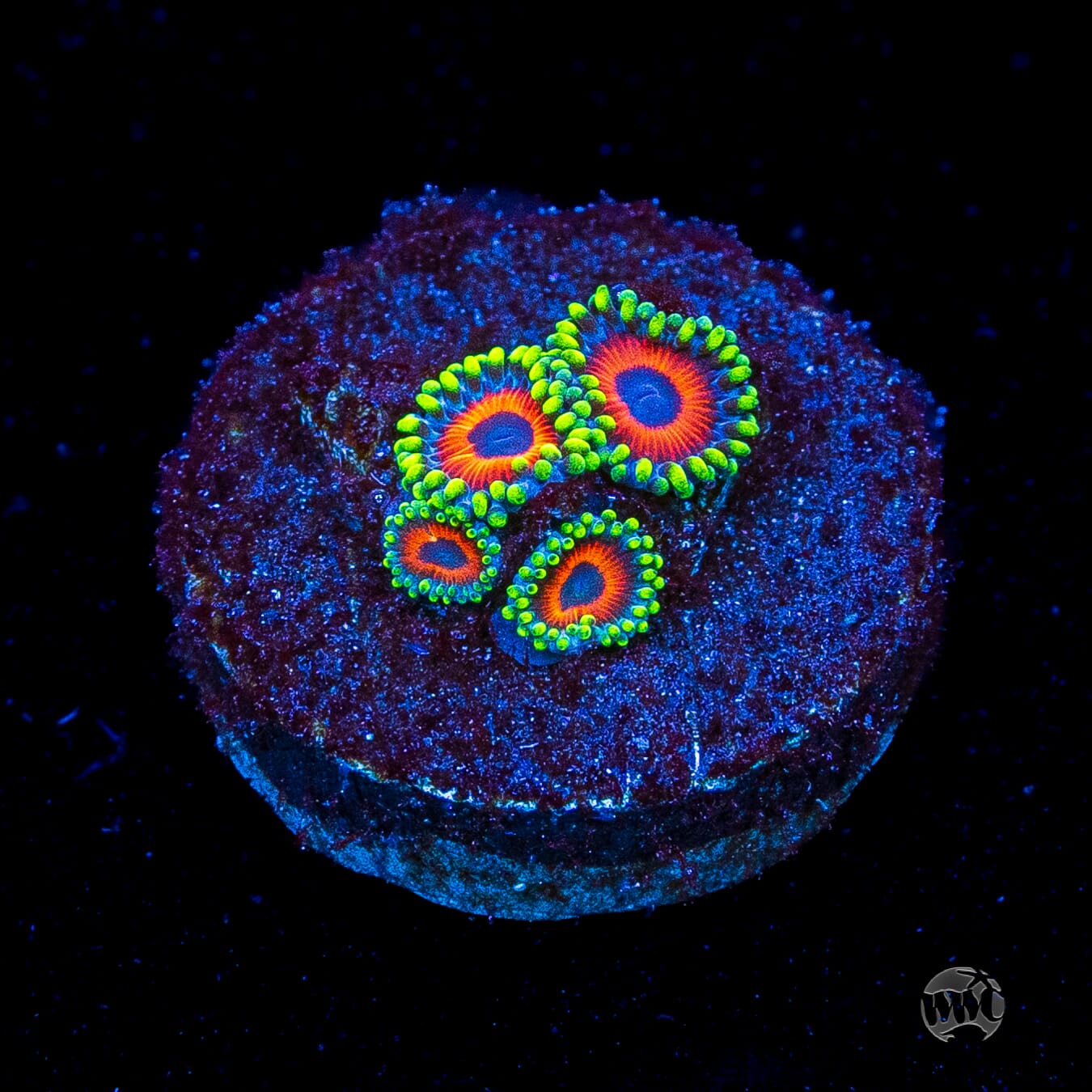 Whammin Watermelon Zoanthids