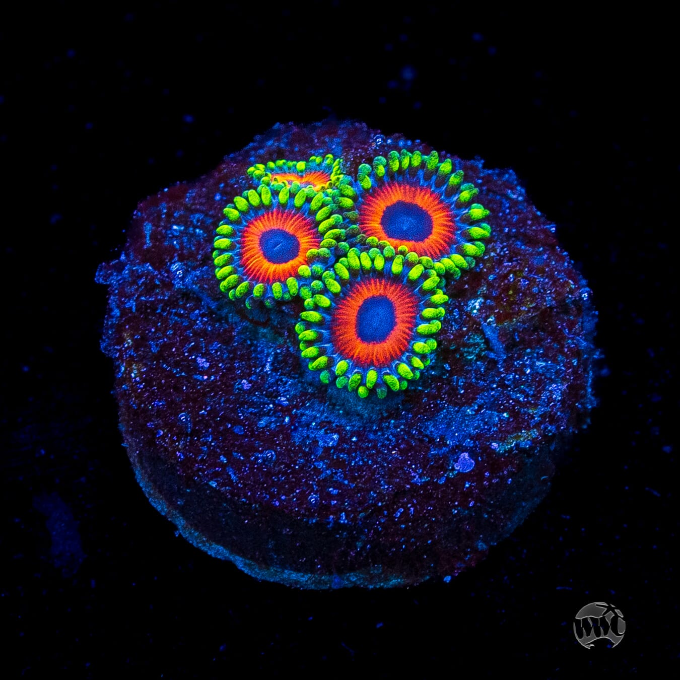 Whammin Watermelon Zoanthids