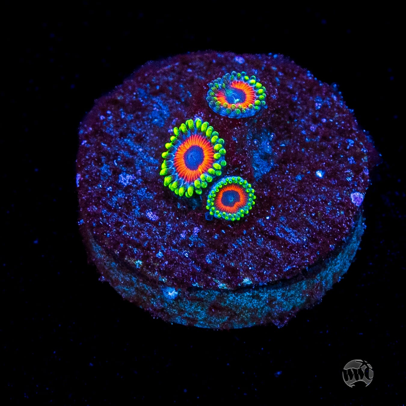 Whammin Watermelon Zoanthids
