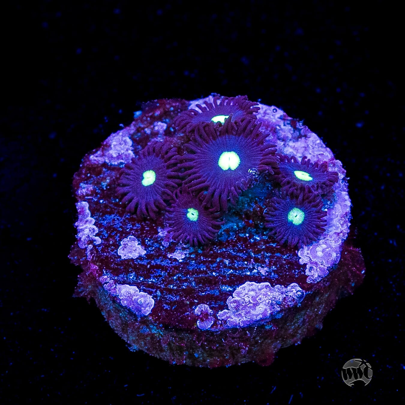 Tic Tac Zoanthids