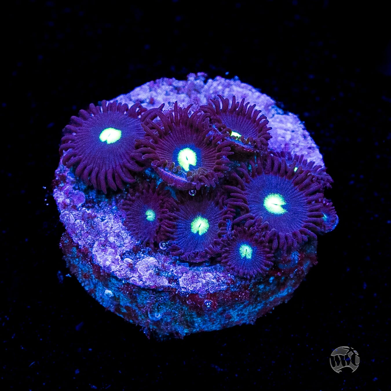 Tic Tac Zoanthids