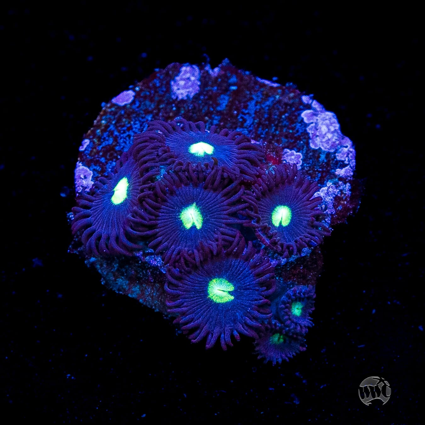 Tic Tac Zoanthids