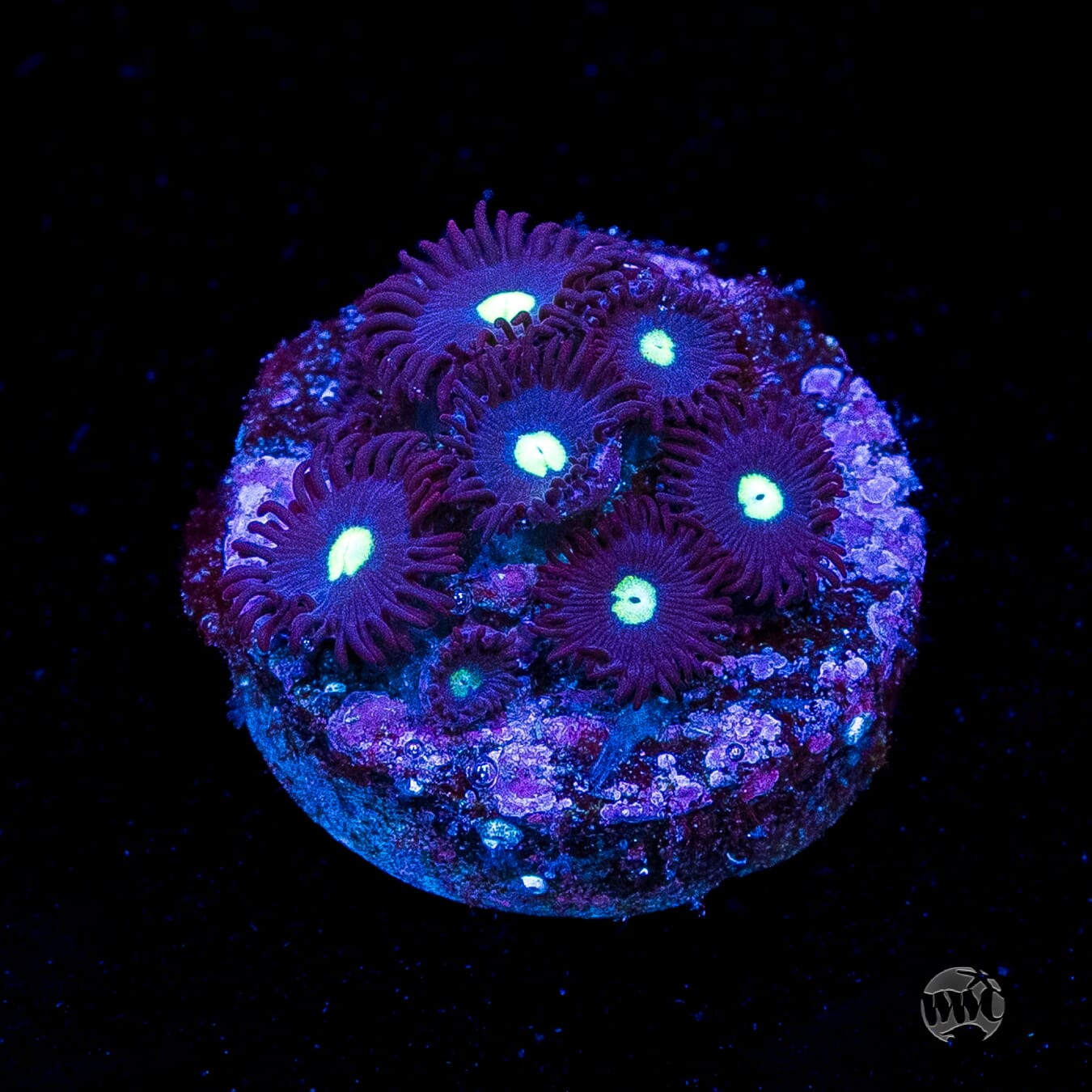 Tic Tac Zoanthids