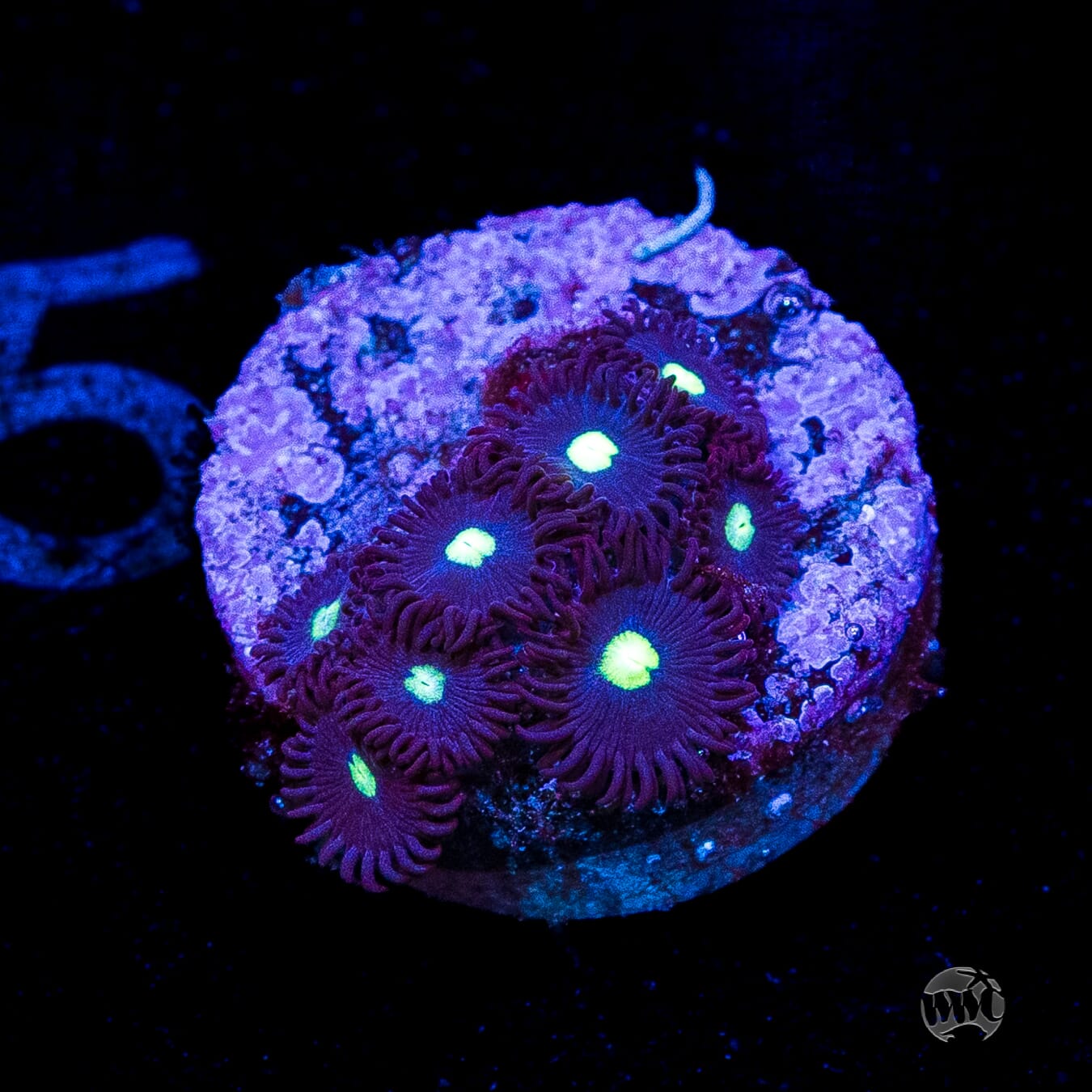 Tic Tac Zoanthids