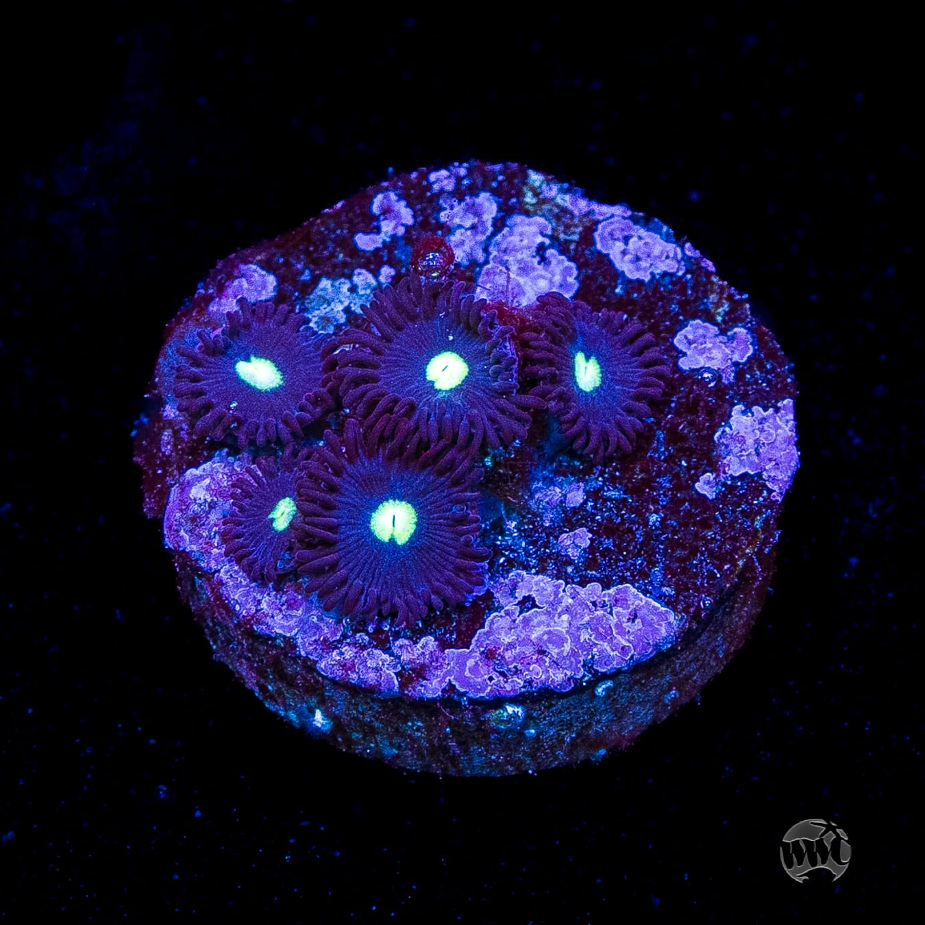 Tic Tac Zoanthids
