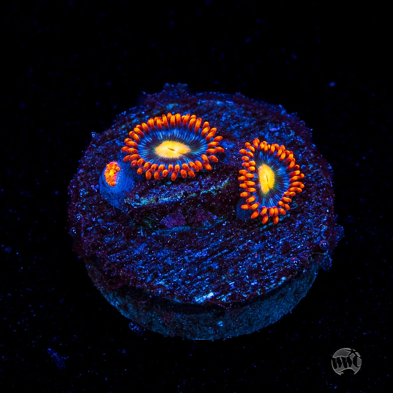 WWC Bongo Babes Zoanthids