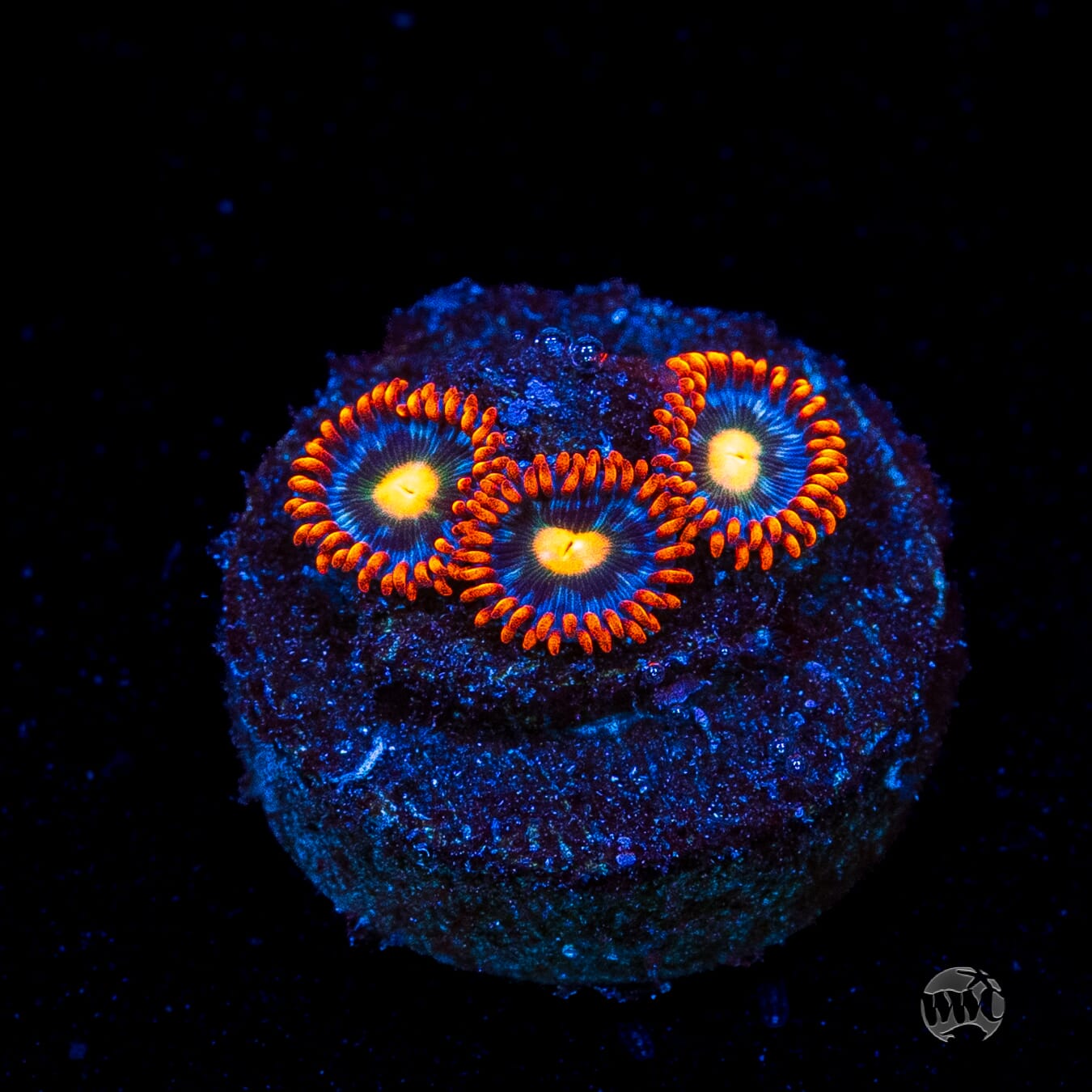 WWC Bongo Babes Zoanthids