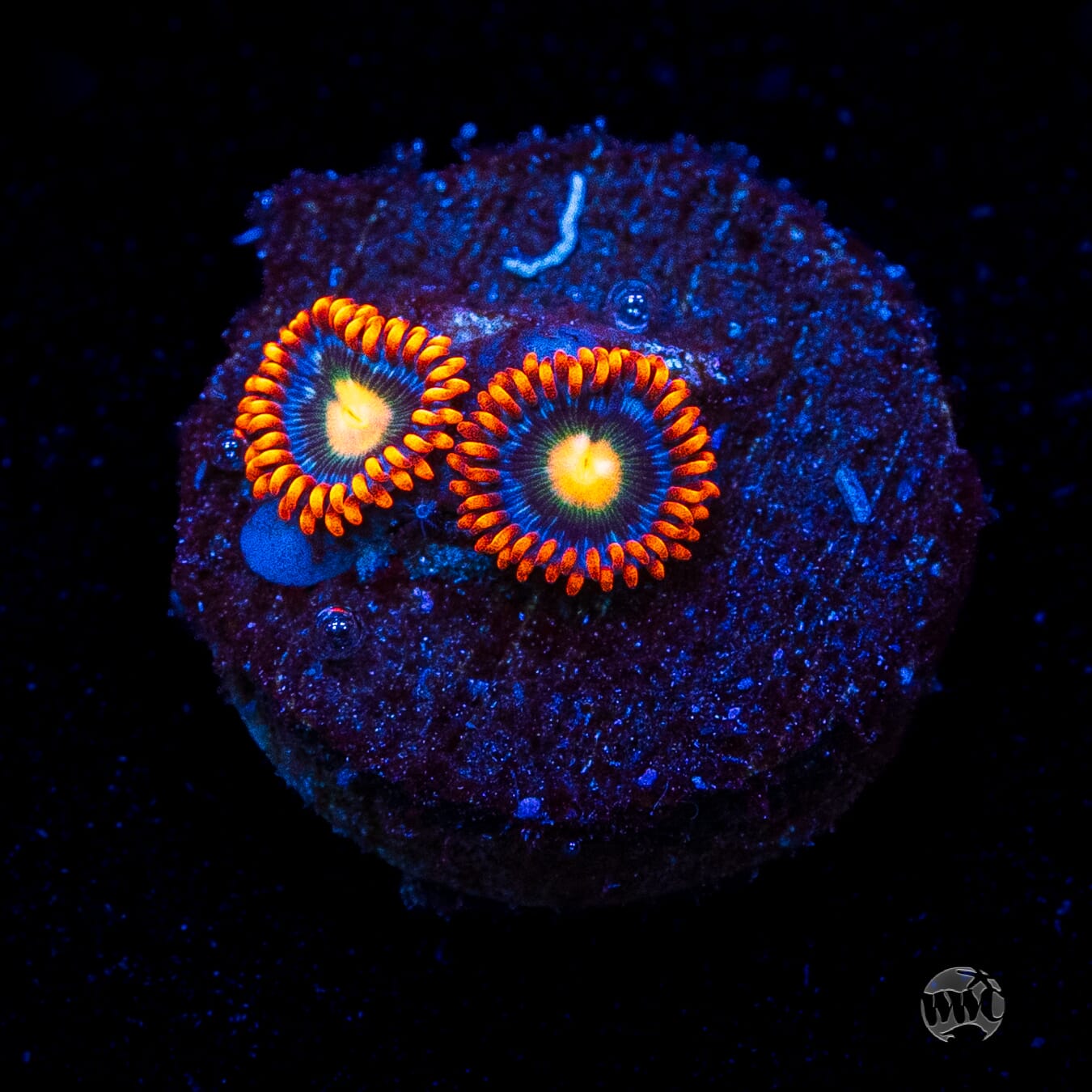 WWC Bongo Babes Zoanthids