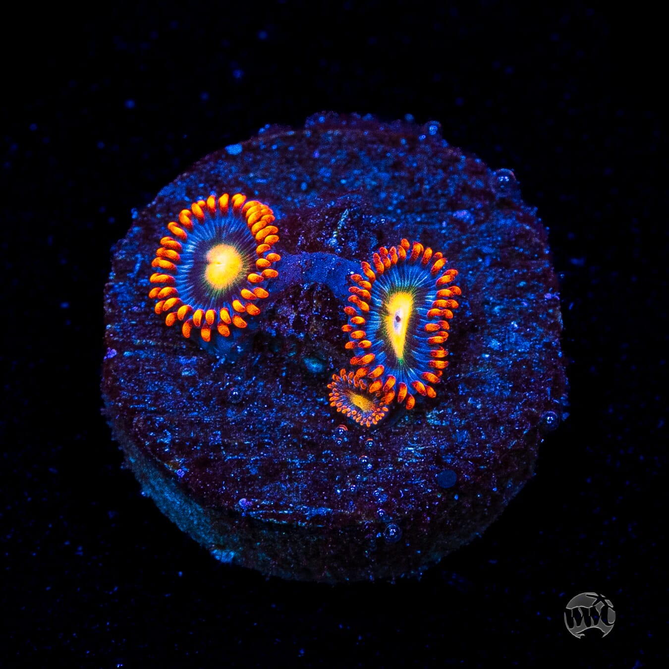 WWC Bongo Babes Zoanthids