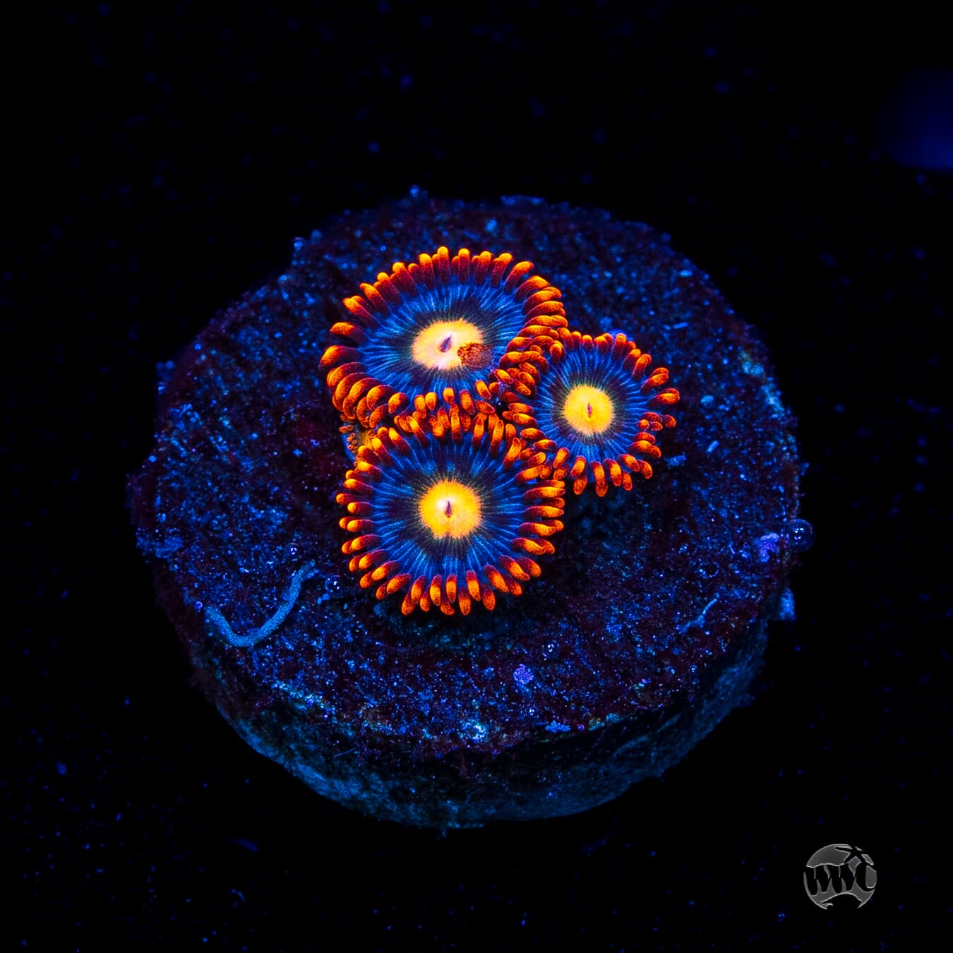 WWC Bongo Babes Zoanthids