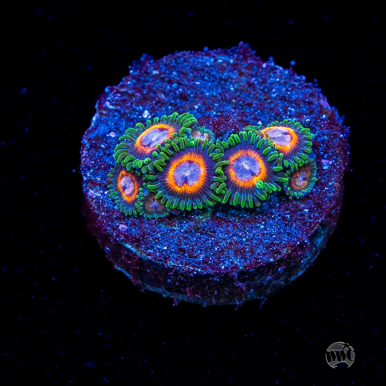 Jason Fox Fairy Tales Zoanthids