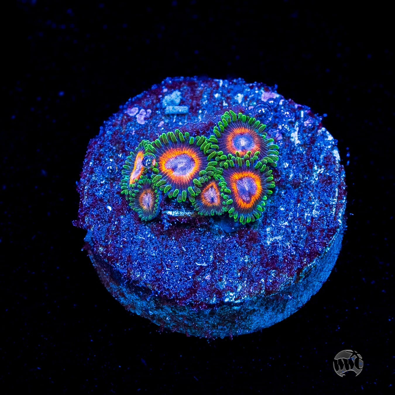 Jason Fox Fairy Tales Zoanthids