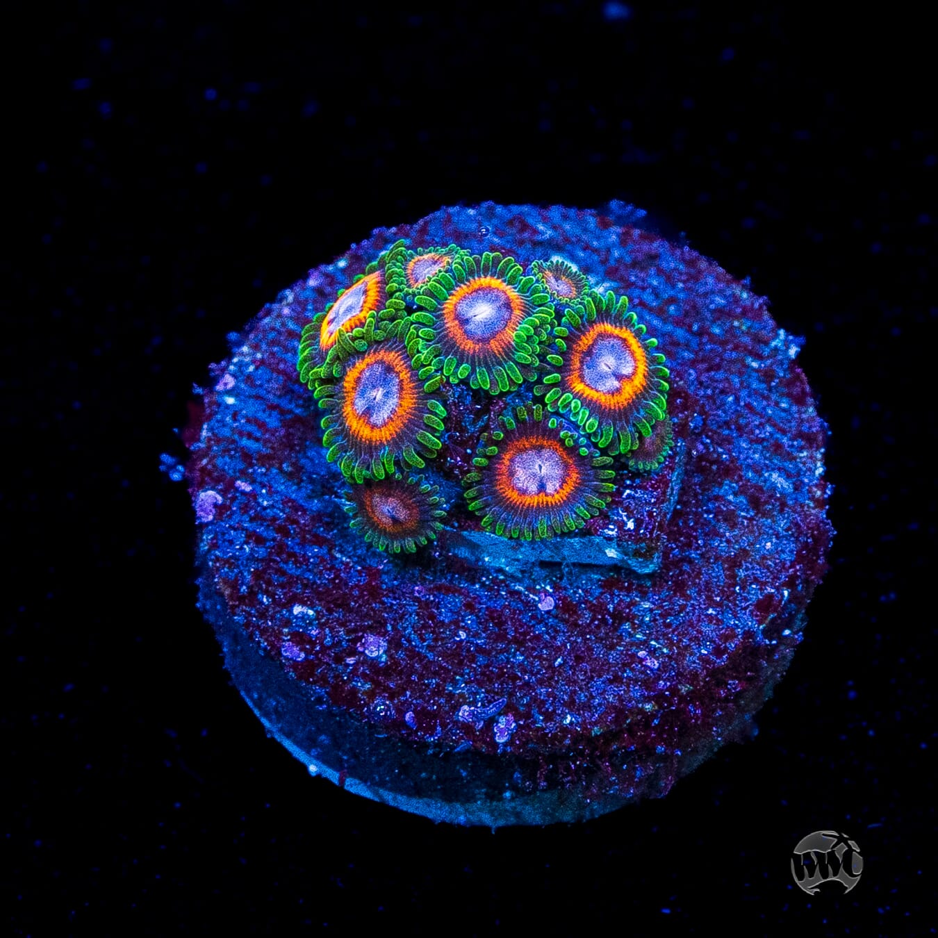 Jason Fox Fairy Tales Zoanthids