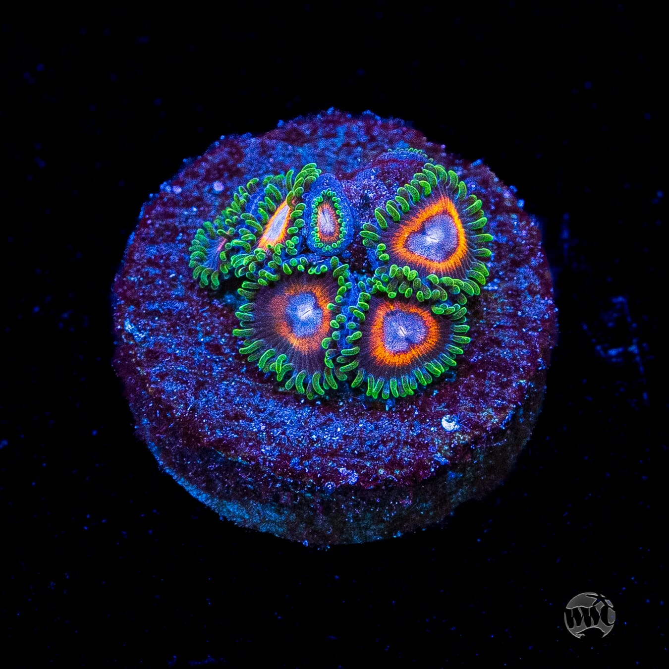 Jason Fox Fairy Tales Zoanthids