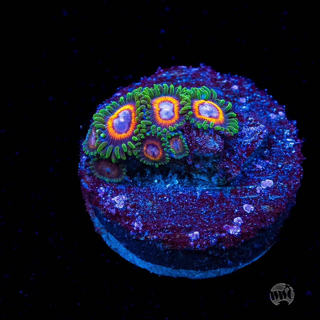 Jason Fox Fairy Tales Zoanthids