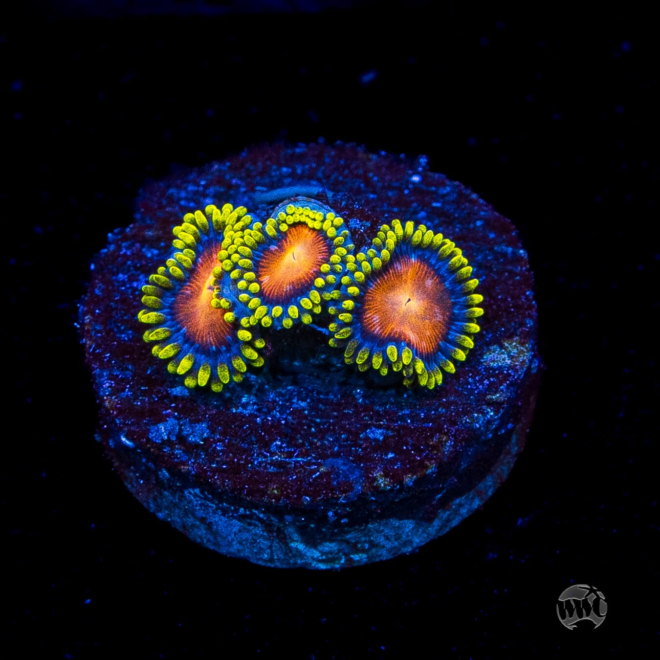 Dragon Eye Zoanthids