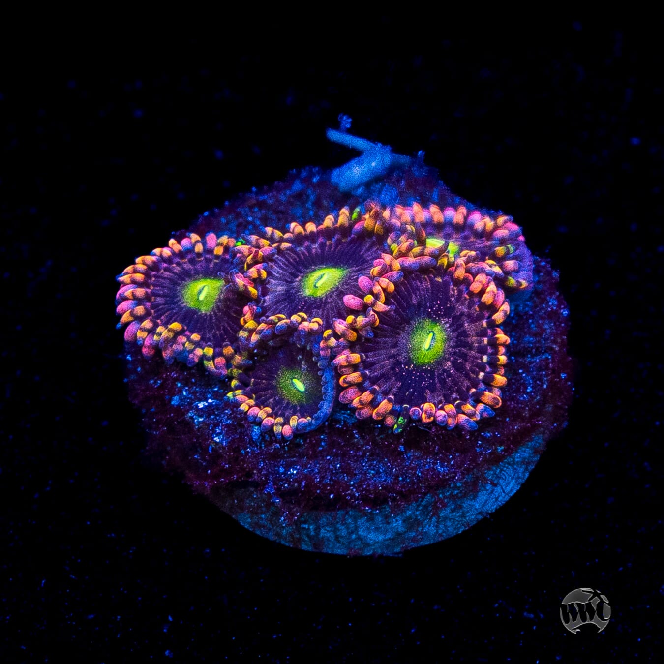Anti Matter Zoanthids